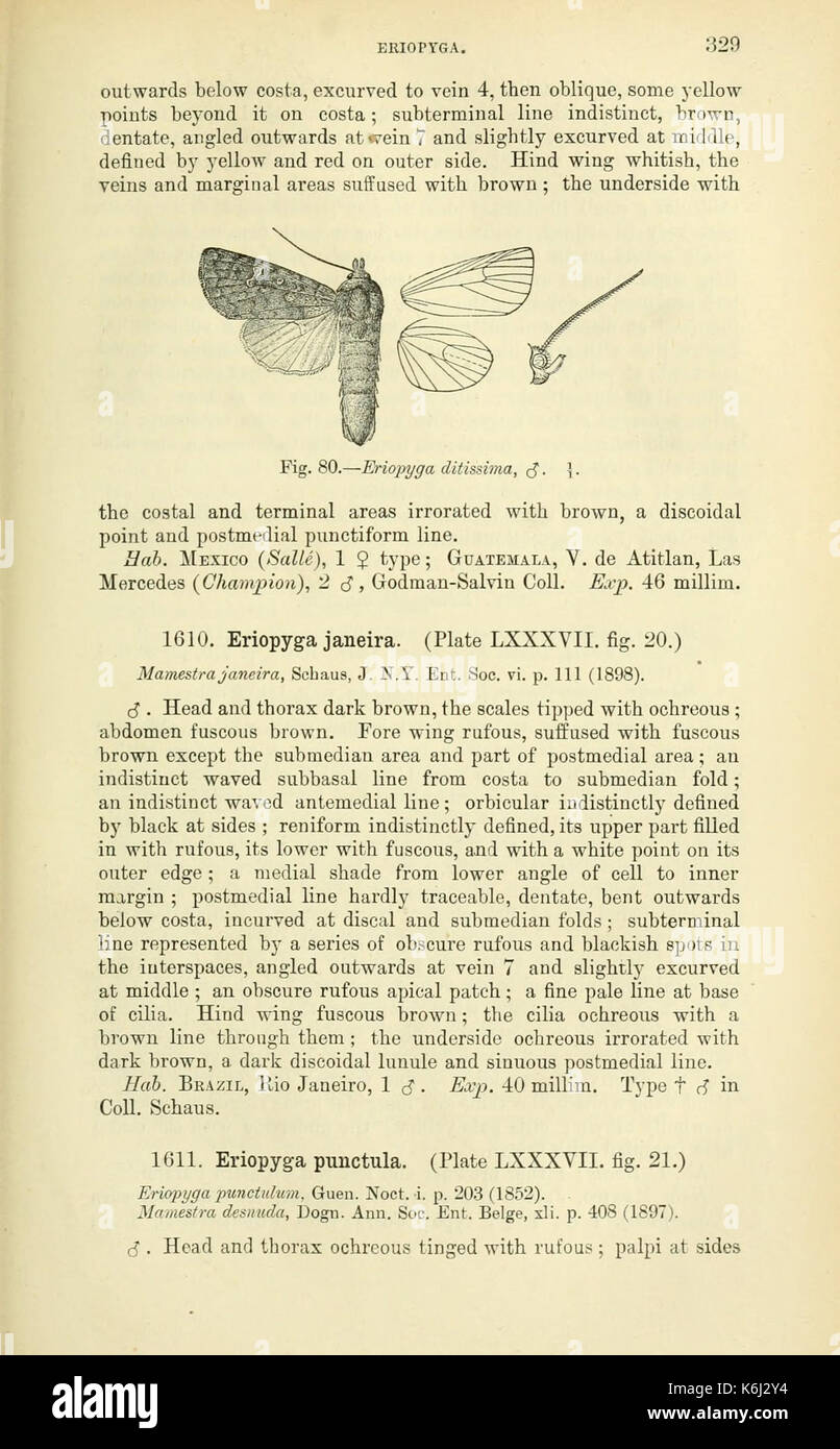 Katalog der Lepidoptera Phalaenae im Britischen Museum (Seite 329) BHL 18410556 Stockfoto