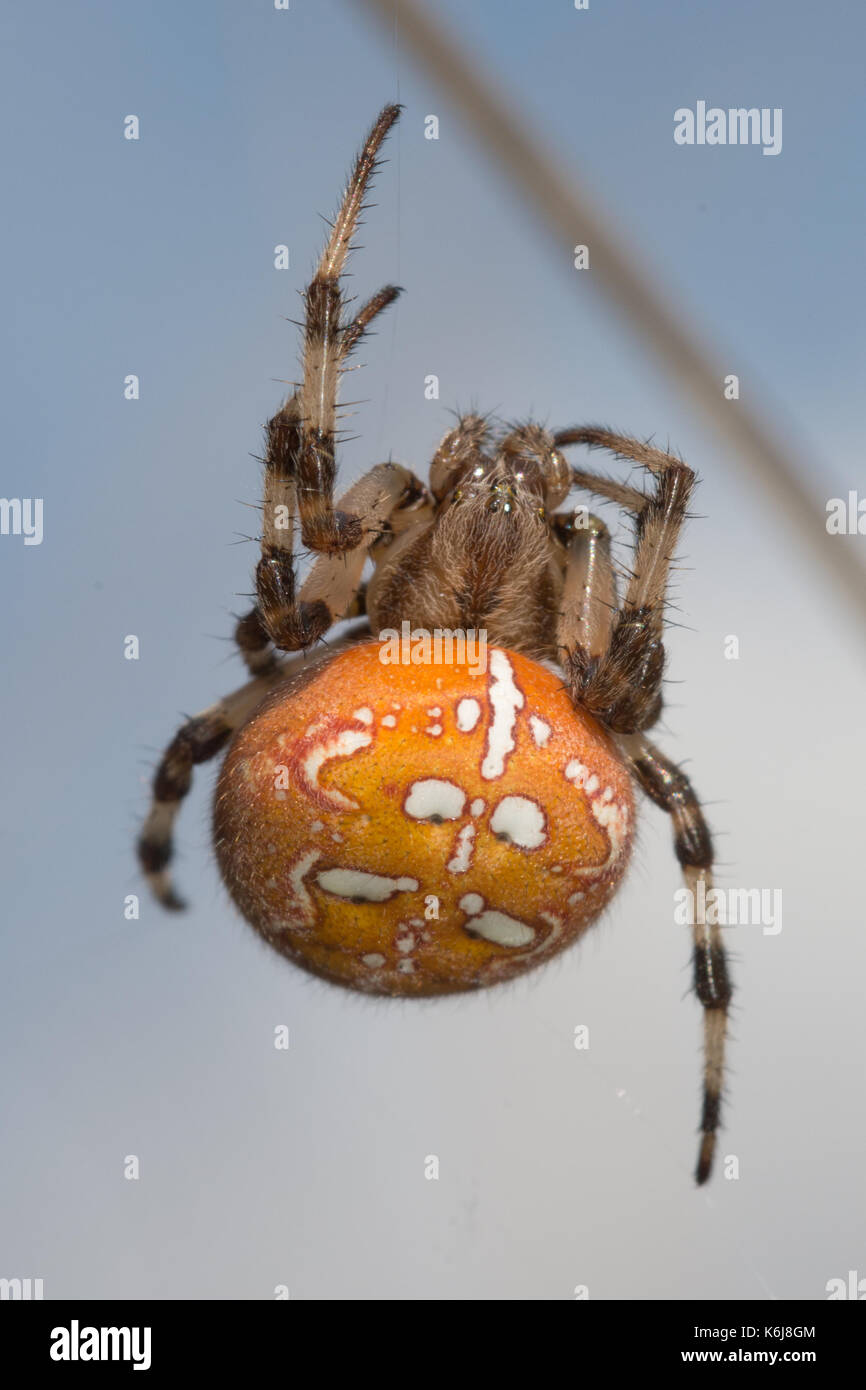 In der Nähe der weiblichen 4-spotted orbweaver Spinne auf einem Webserver, im Moor, Großbritannien Stockfoto