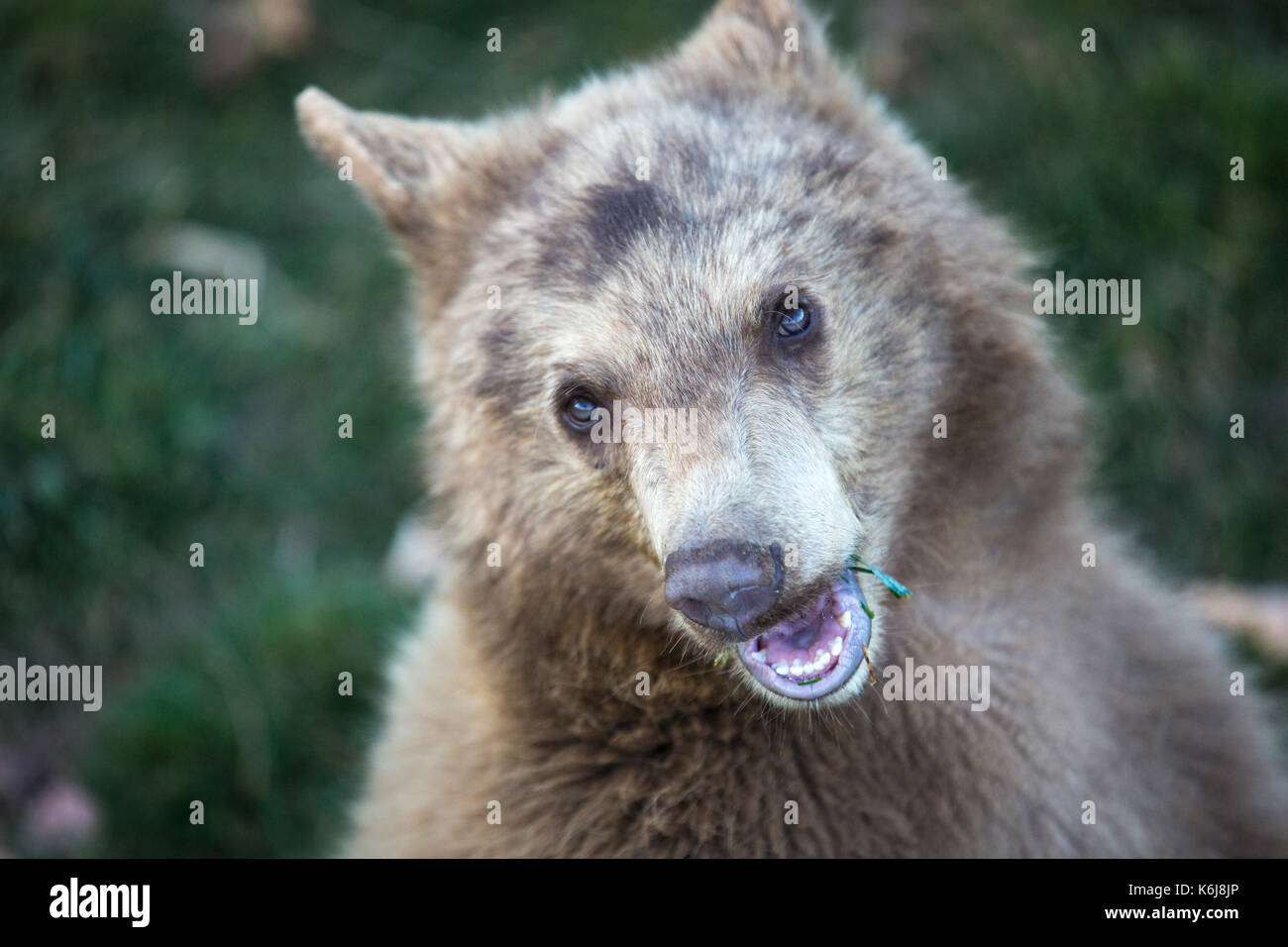 Headshot von Bear Cub Bear Country USA Wildlife Park, in Rapid City, South Dakota, USA Stockfoto