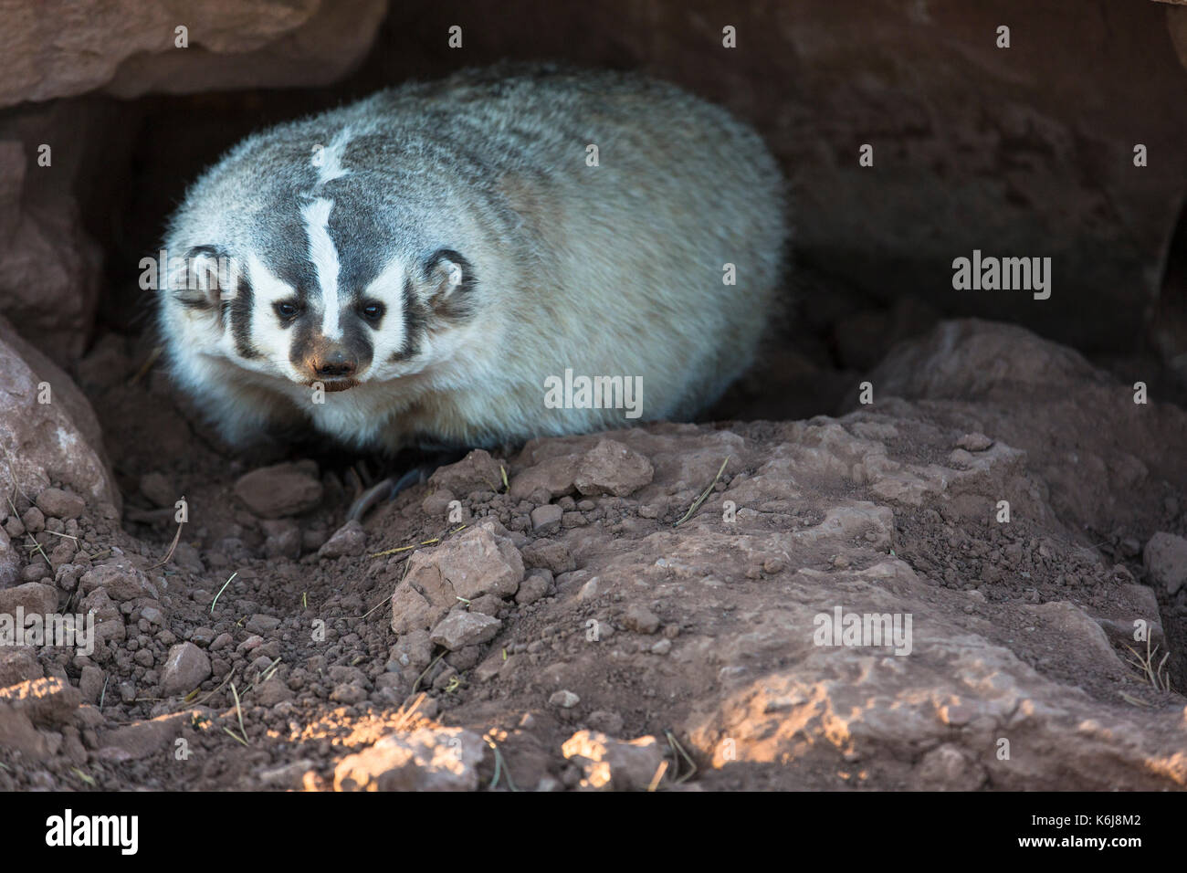 Foto, single, Dachs, Bear Country USA Wildlife Park, in Rapid City, South Dakota, USA Stockfoto