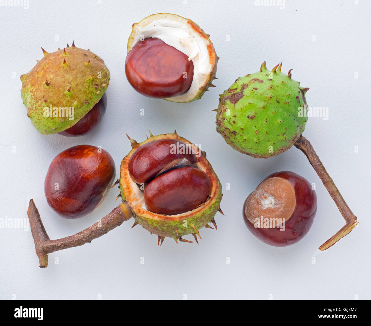 Schneiden Sie schoss der Rosskastanie Castanea sativa Herbst Früchte (Conkers) Norfolk Stockfoto