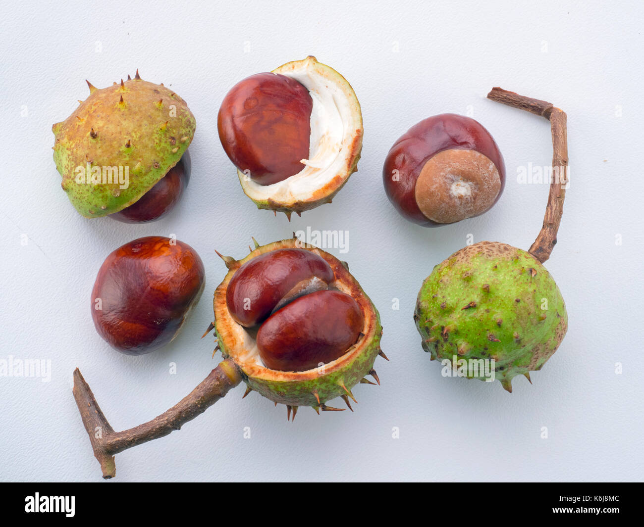 Schneiden Sie schoss der Rosskastanie Castanea sativa Herbst Früchte (Conkers) Norfolk Stockfoto