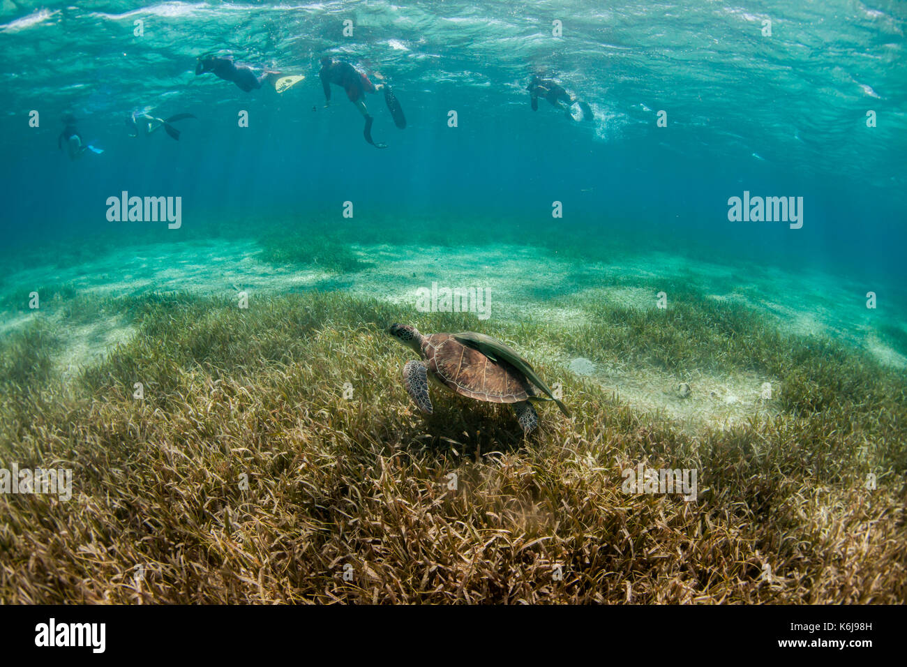 Gruppe von schnorchler mit Schildkröte unter Wasser aus Küste von Roatan Island Reef, Honduras Stockfoto