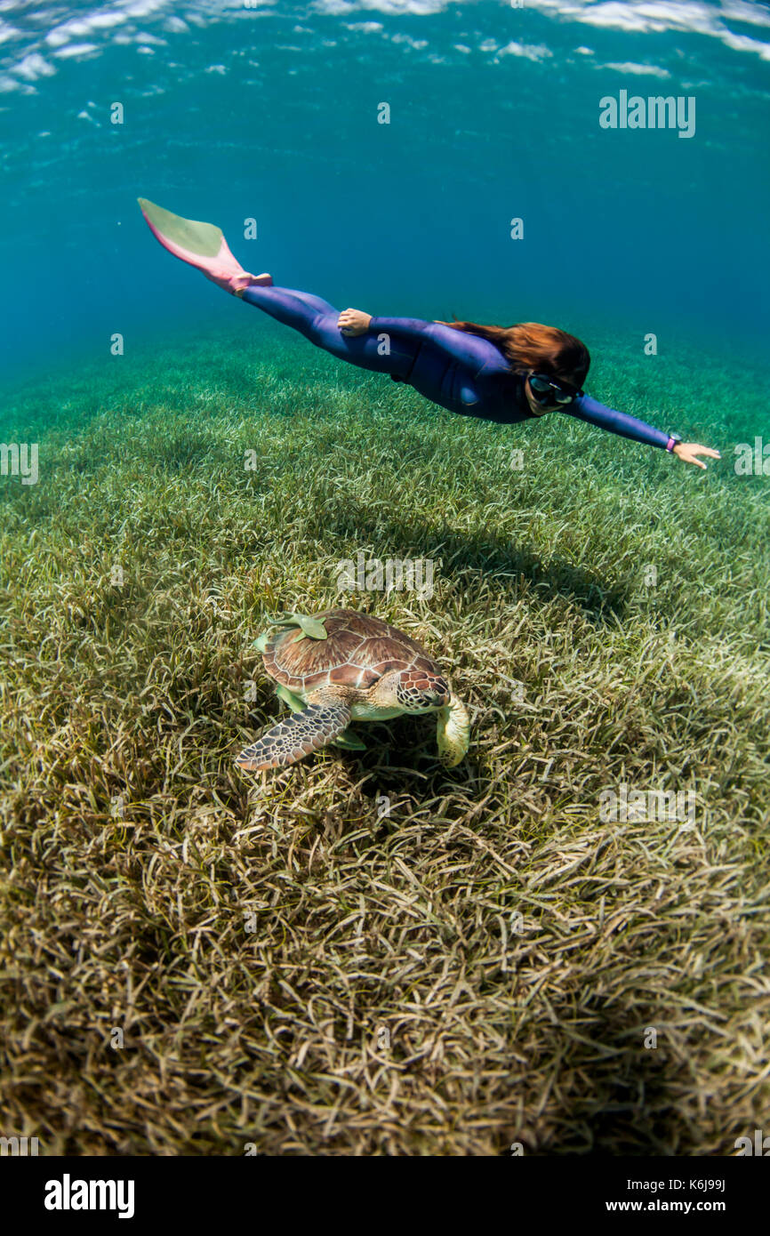 Frau Freitauchen mit Schildkröte unter Wasser, West End und West Bay, Roatan, Honduras Stockfoto