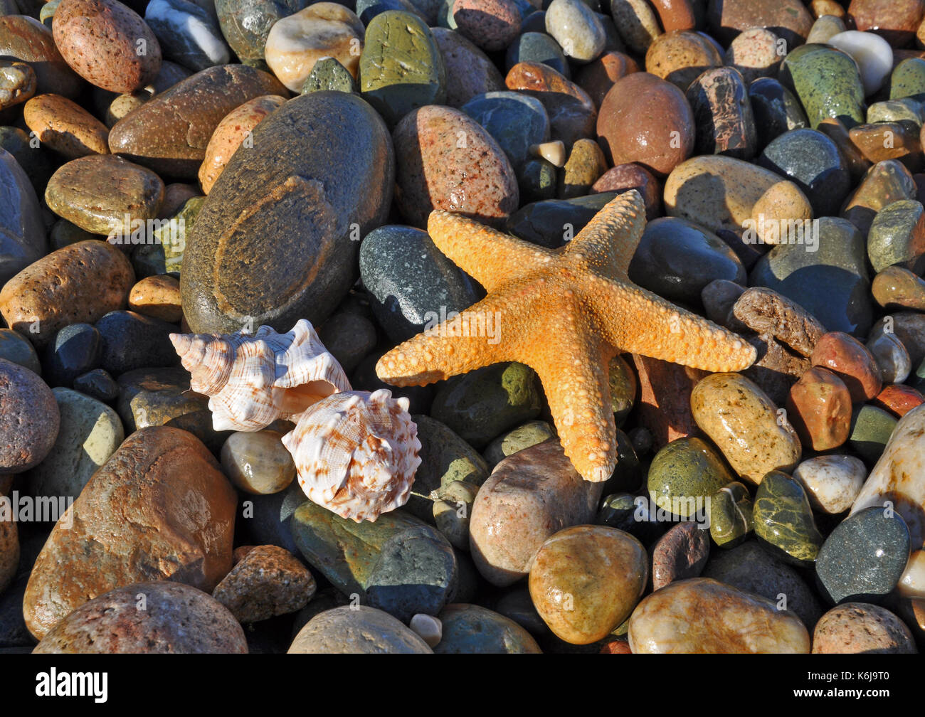 Bunte Steine, Meer Sea Star und Sea Shells Stockfoto