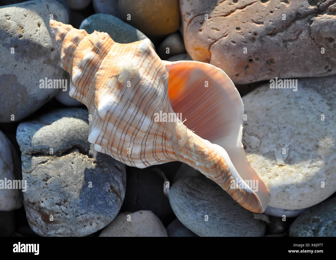 Das Meer Steine und Muscheln Stockfoto