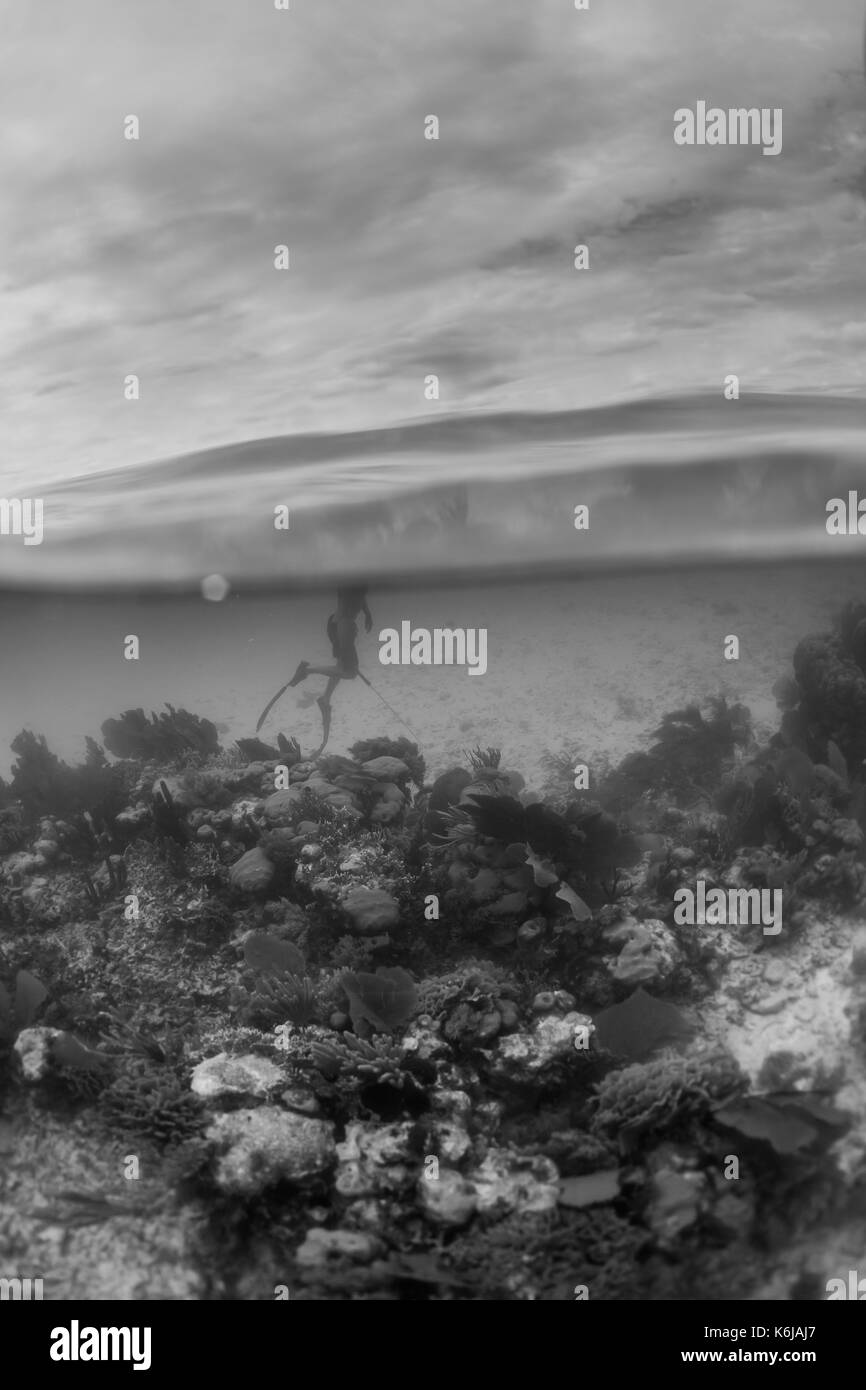 Split - der Mensch auf der Suche nach Löwen Fisch beim Freitauchen und Unterwasserjagd über Karibische Riffe, Atlantik Stockfoto