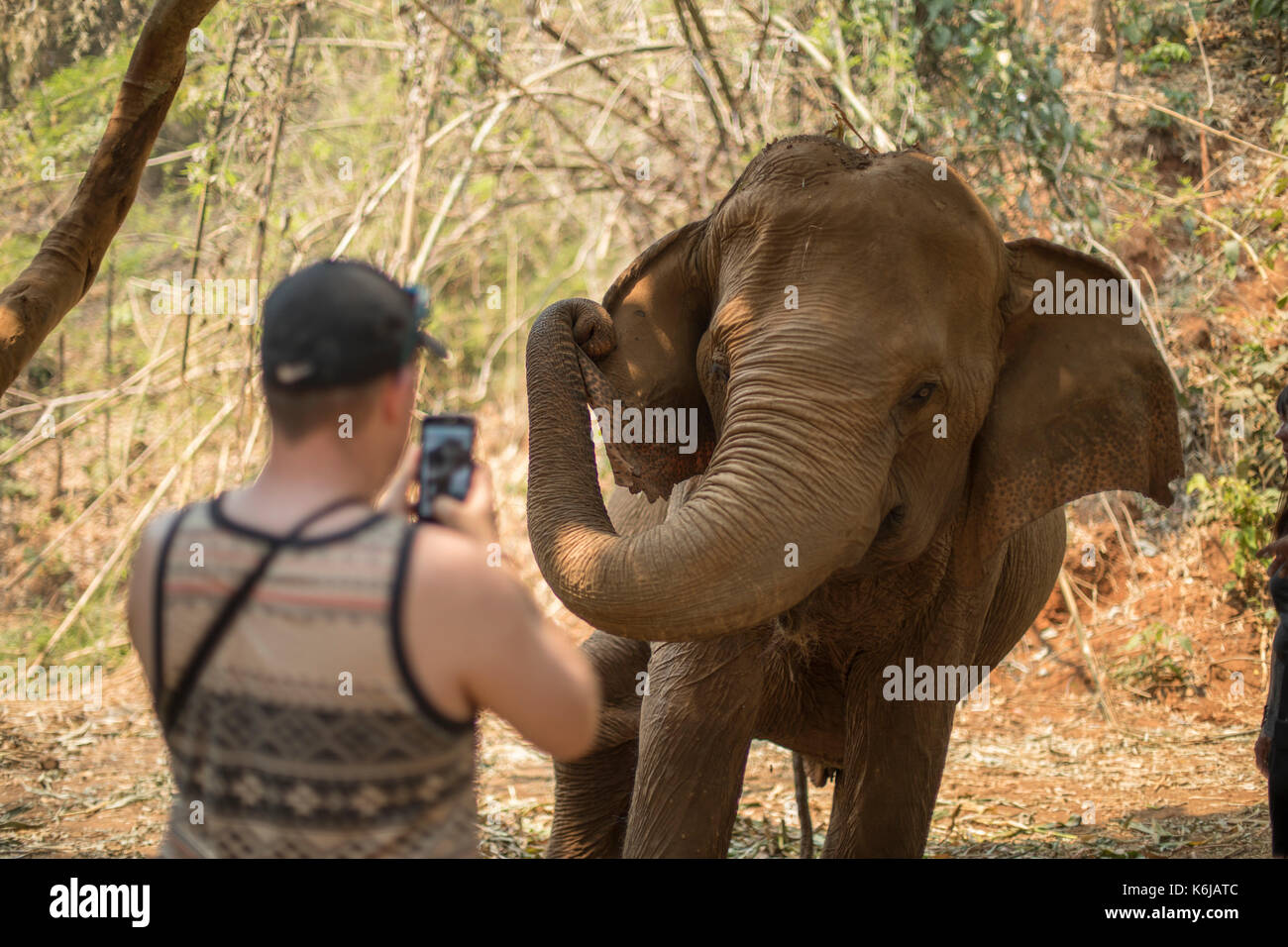 Park Besucher fotografieren riesigen Elefanten, Chiang Mai, Thailand Stockfoto