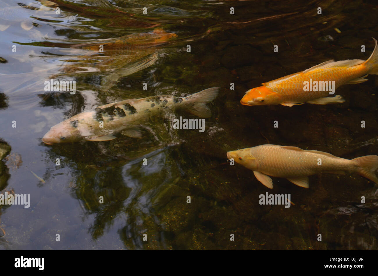 Koi Fische schwimmen im Teich Stockfoto