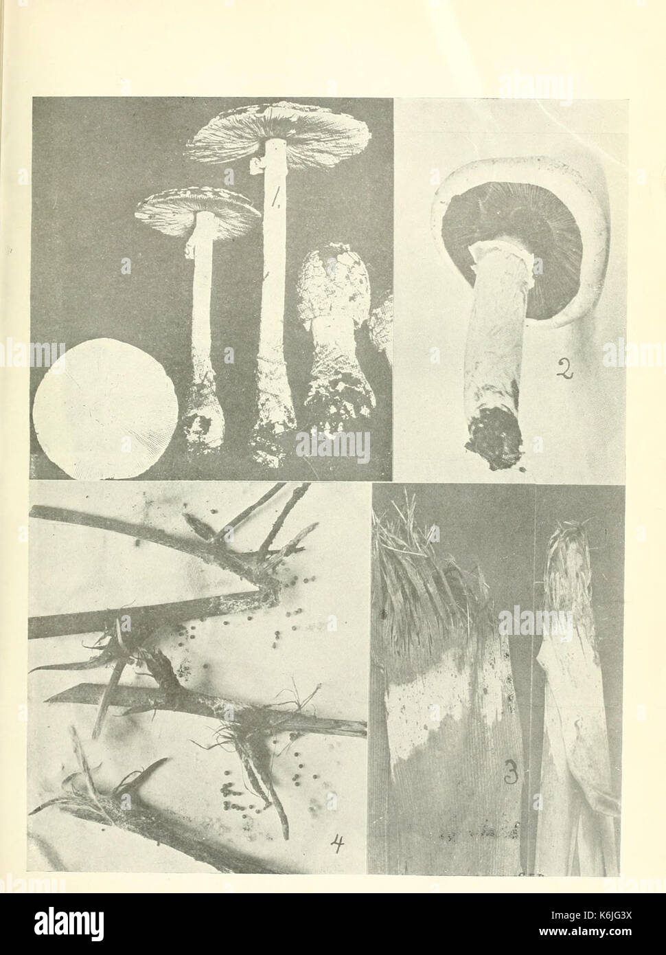 Kreisförmige BHL 5389026 Stockfoto