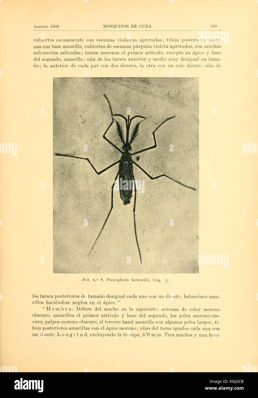 Beitrag al estudio de los Mosquitos de Kuba (Seite 189) BHL 9844409 Stockfoto