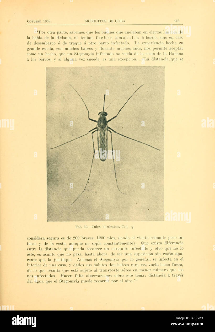 Beitrag al estudio de los Mosquitos de Kuba (Seite 423) BHL 9844439 Stockfoto