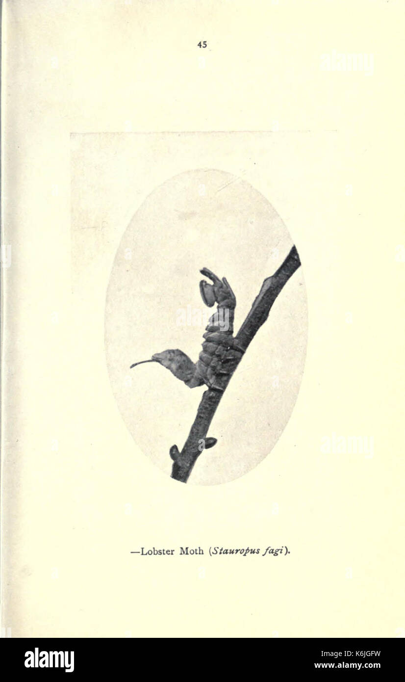 Schmetterlinge und Motten zu Hause (Seite 45) BHL 21686471 Stockfoto