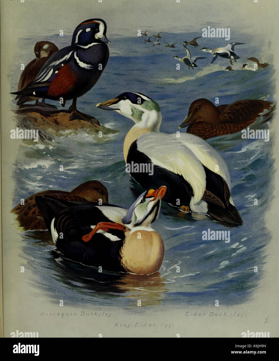 Britische Vögel BHL 43051631 Stockfoto