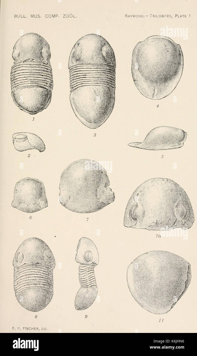 Bulletin des Museums für Vergleichende Zoologie an der Harvard College (Platte 1) BHL 2747992 Stockfoto