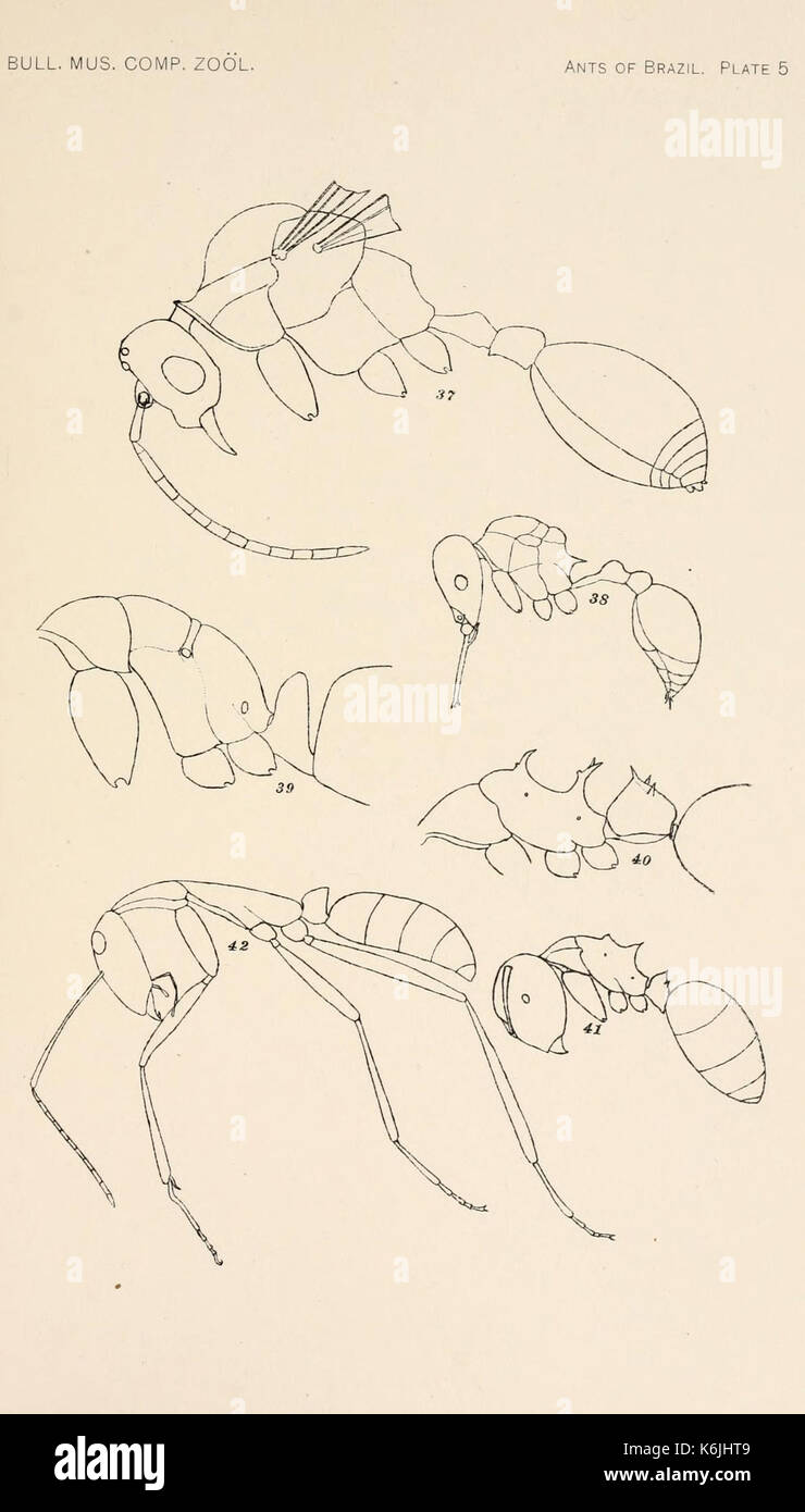 Bulletin des Museums für Vergleichende Zoologie an der Harvard College (Platte 5) BHL 2748361 Stockfoto