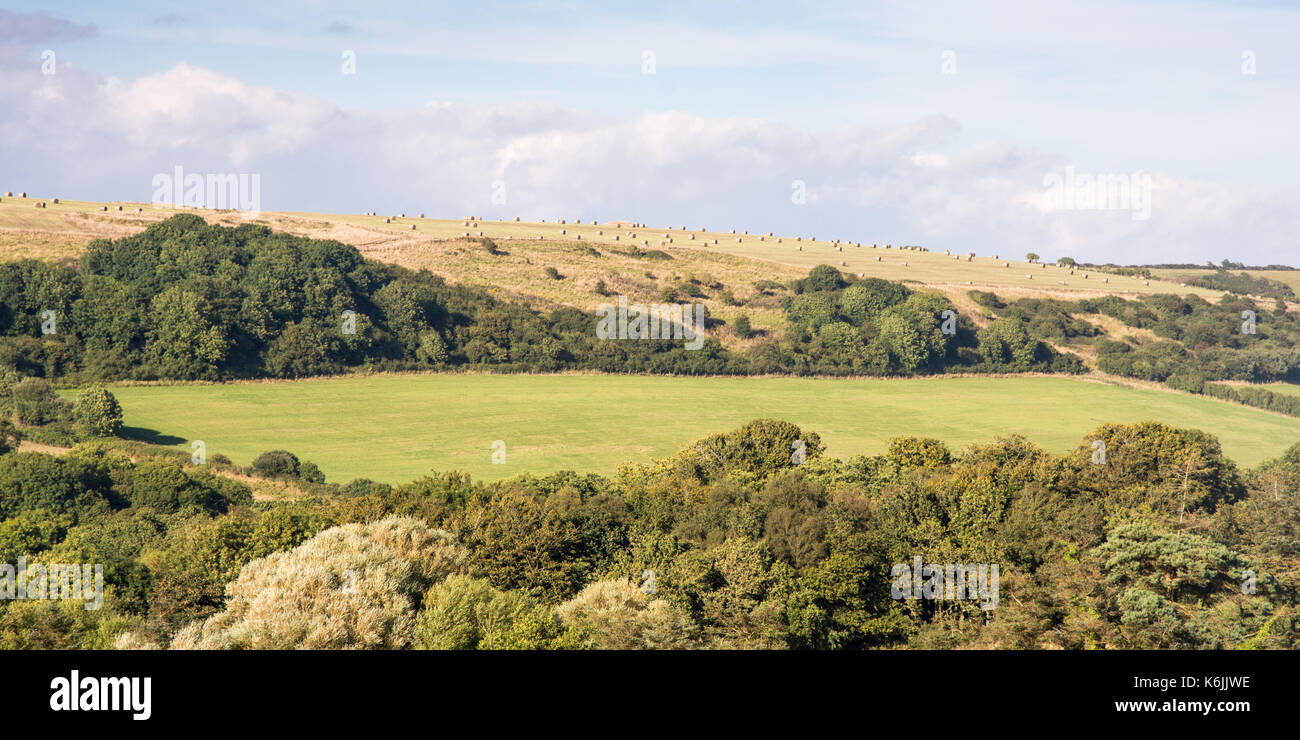 Heuballen Trocknen im Sommer Sonne dot Berghängen im Bezirk South Dorset Purbeck. Stockfoto