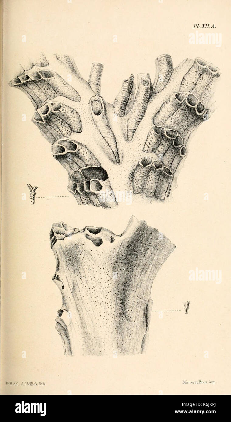 Katalog der marine Polyzoa in der... British Museum BHL 8707004 Stockfoto