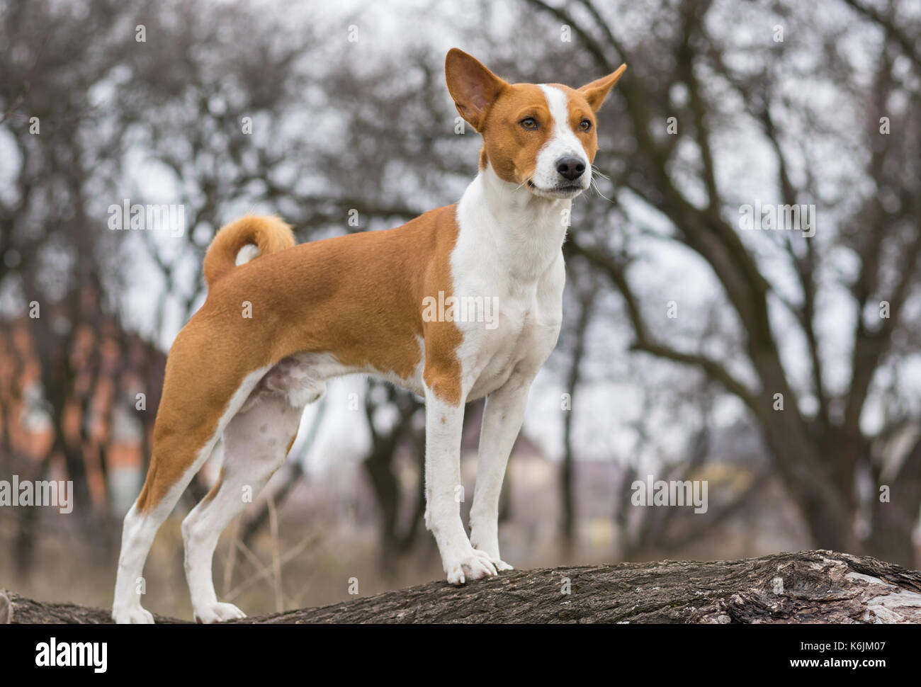 Reifen Basenji Hund um das Stehen auf einem Ast suchen Stockfoto