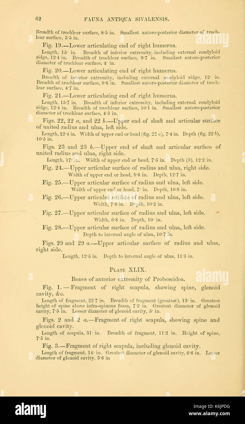 Diese Beschreibung aus der Fauna Antiqua Sivalensis bietet detaillierte Informationen über alte Tierarten, die in der Arbeit dargestellt werden. Seite 62 zeigt spezielle Platten, auf denen die ausgestorbene Fauna aus der Region Sivalik abgebildet ist. Stockfoto