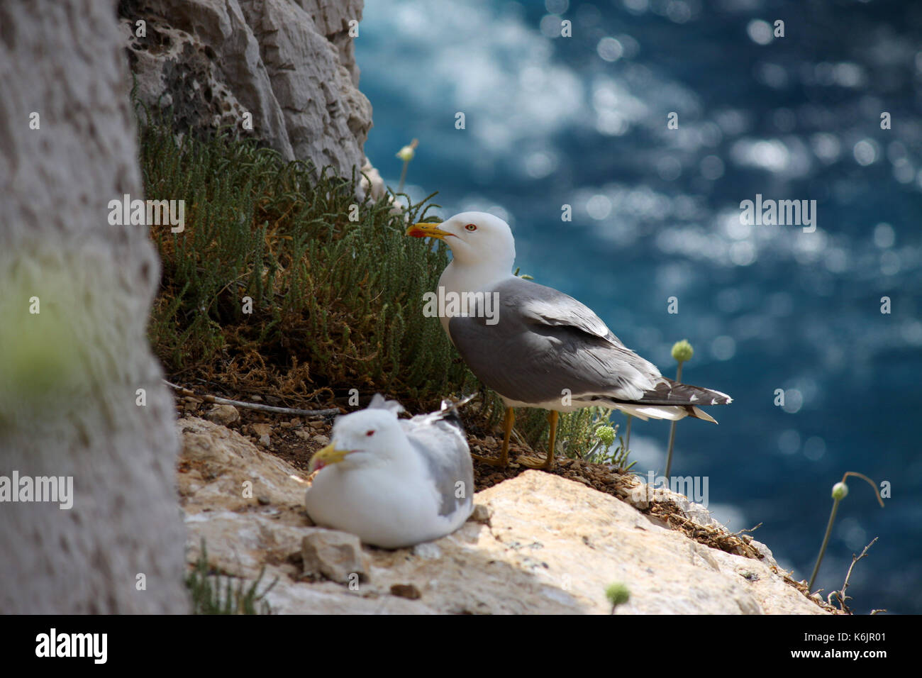 Yellow-legged Möwen an der Steilküste von Sardinien, Italien Stockfoto