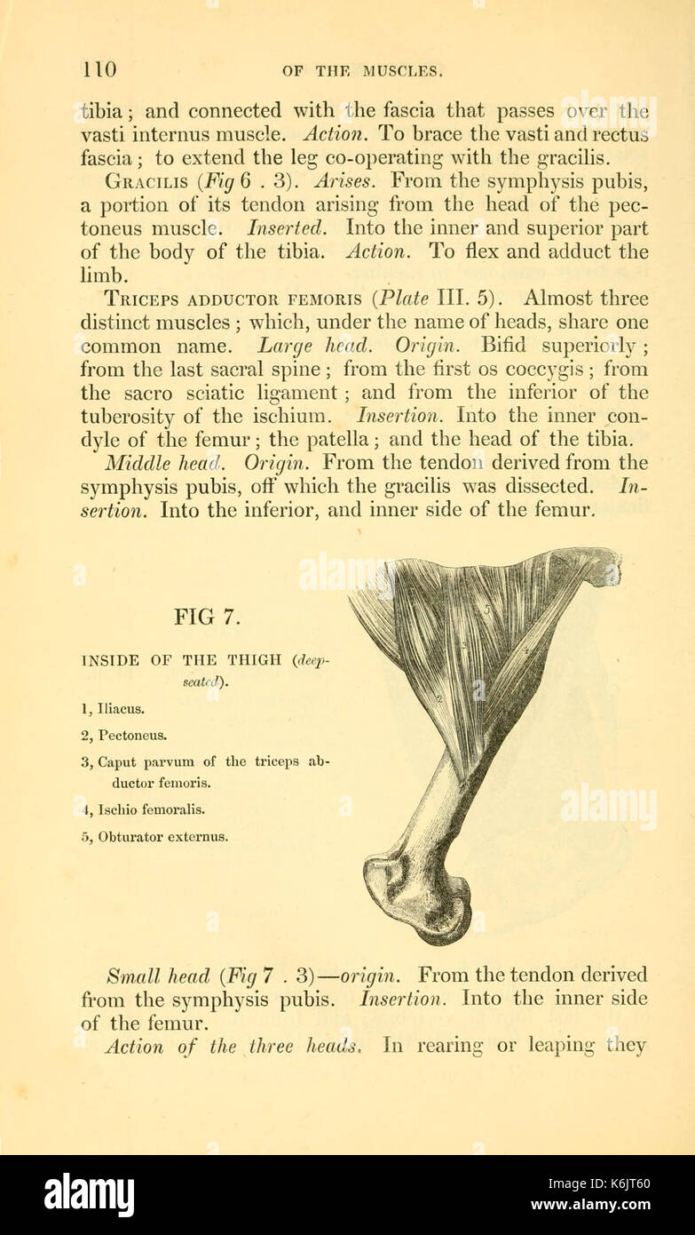 Blaines umreißt der tierärztlichen Kunst, oder, eine Abhandlung über die Anatomie, Physiologie und heilende Behandlung der Krankheiten des Pferdes, und nachrangig, die von gepflegten Rinder und Schafe (Seite 110) BHL 21191879 Stockfoto