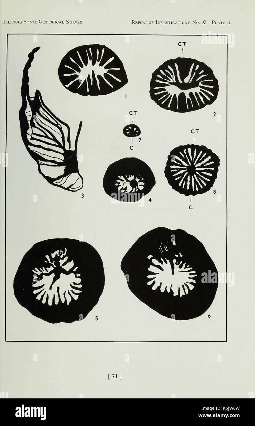 Korallen aus der Chouteau und ähnliche Formationen des Mississippi Valley Region (Seite 71) BHL 40483352 Stockfoto