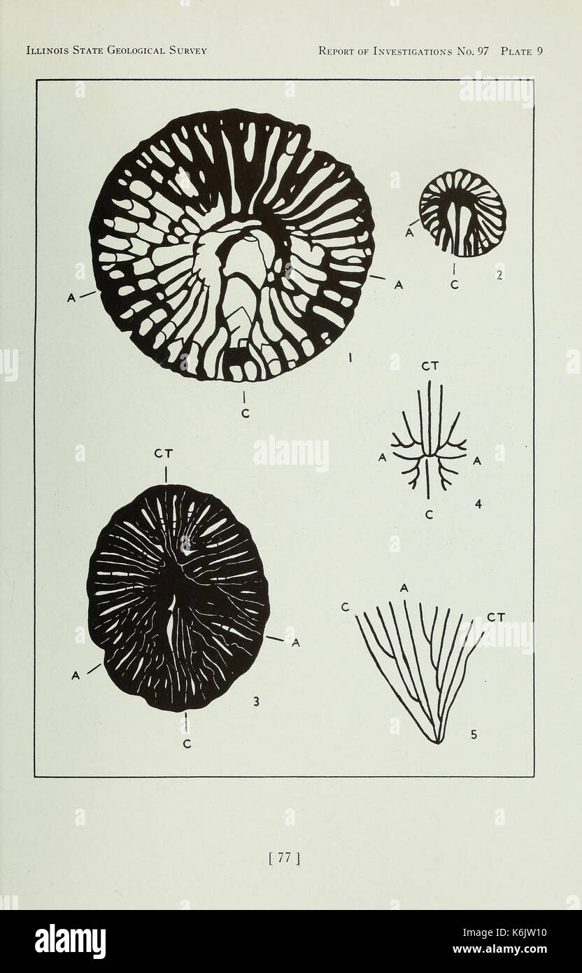 Korallen aus der Chouteau und ähnliche Formationen des Mississippi Valley Region (Seite 77) BHL 40483358 Stockfoto