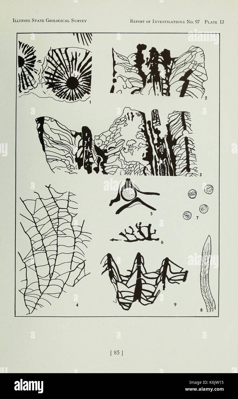 Korallen aus der Chouteau und ähnliche Formationen des Mississippi Valley Region (Seite 85) BHL 40483366 Stockfoto