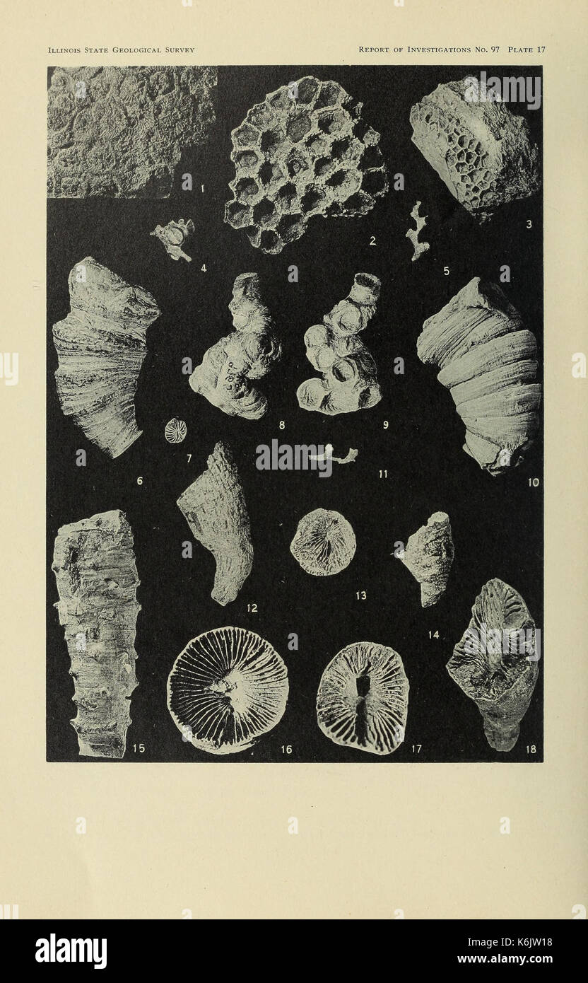 Korallen aus der Chouteau und ähnliche Formationen des Mississippi Valley Region (Seite 92) BHL 40483373 Stockfoto