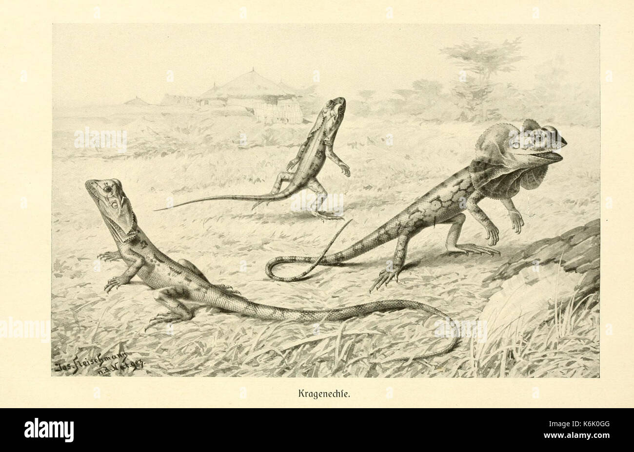 Brehms Tierleben (Platte Kragenechse) (9348686167) Stockfoto