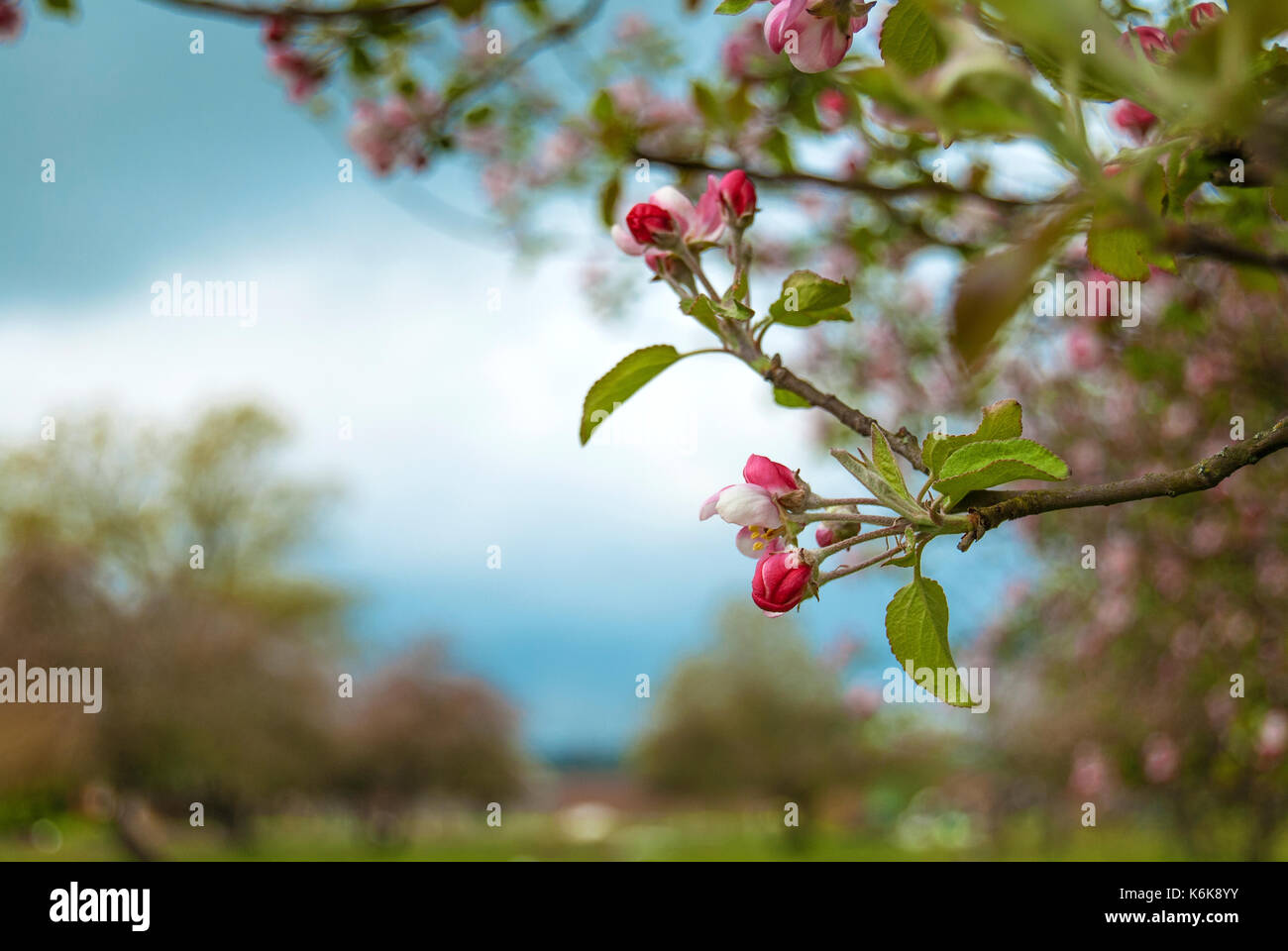 Blooming Apple Orchard im Frühjahr in Lettland entfernt Stockfoto
