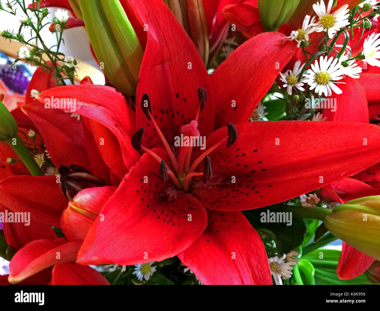 Bouquet von schönen Blumen - rote Lilien Stockfoto