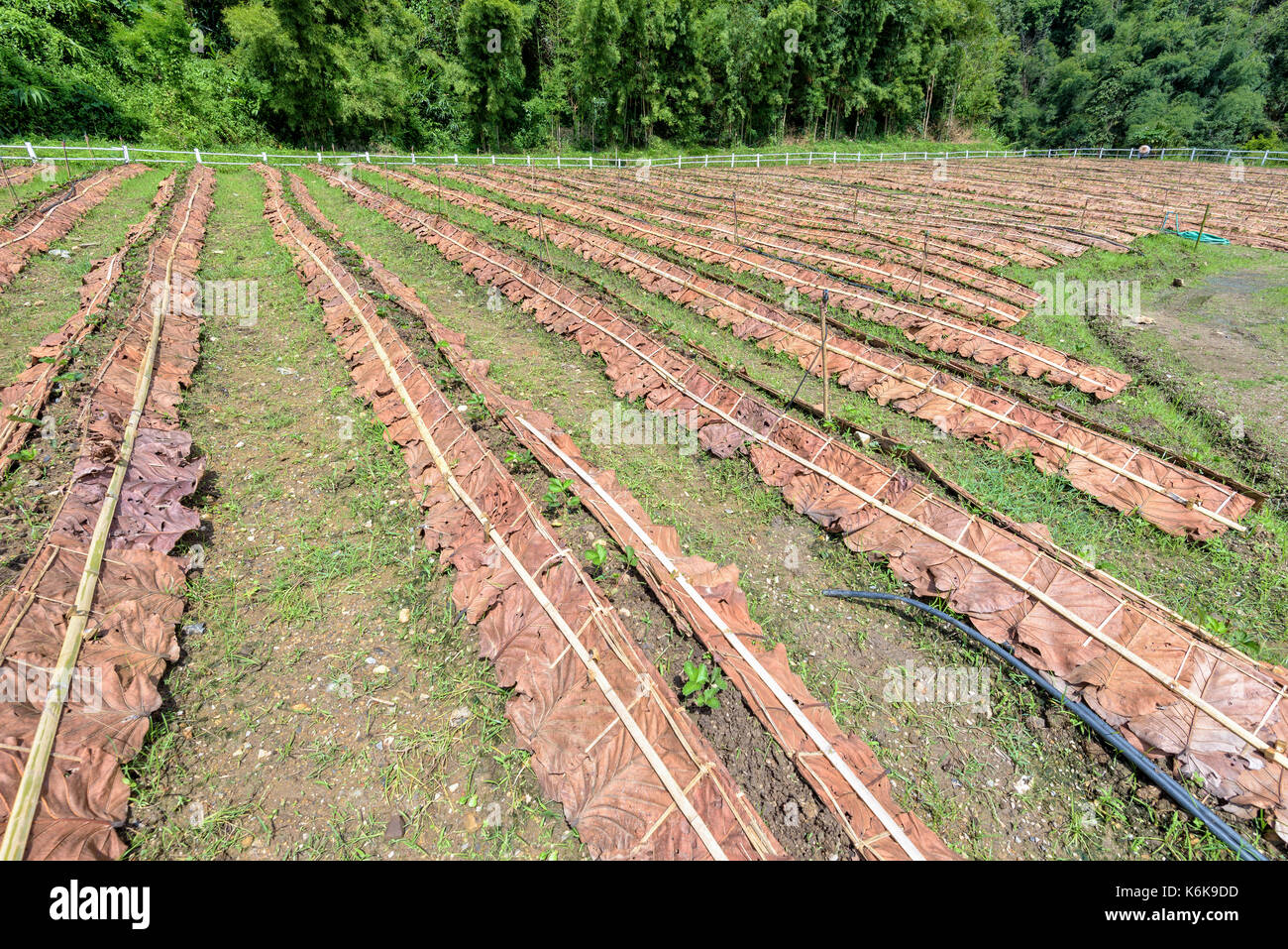 Grundstücke für die Anpflanzung und die sämlinge der Erdbeere im Plantation in Thailand Stockfoto