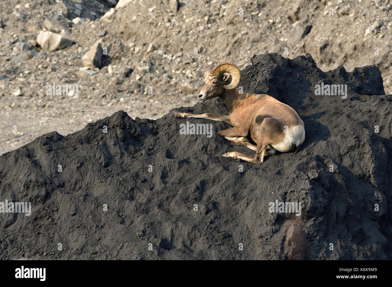 Eine wilde Bighorn Sheep'Ovis canadensis'; Festlegung auf einen Haufen Kohle am Cadomin Luscar Mine in der Nähe von Alberta, Kanada Stockfoto