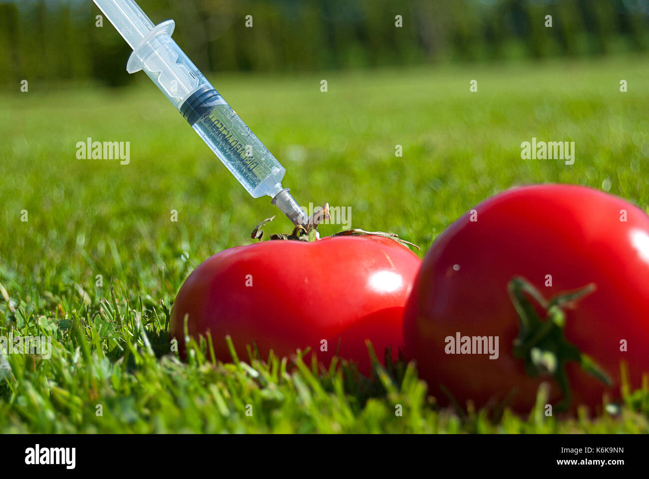 Gentechnik - Tomaten Stockfoto