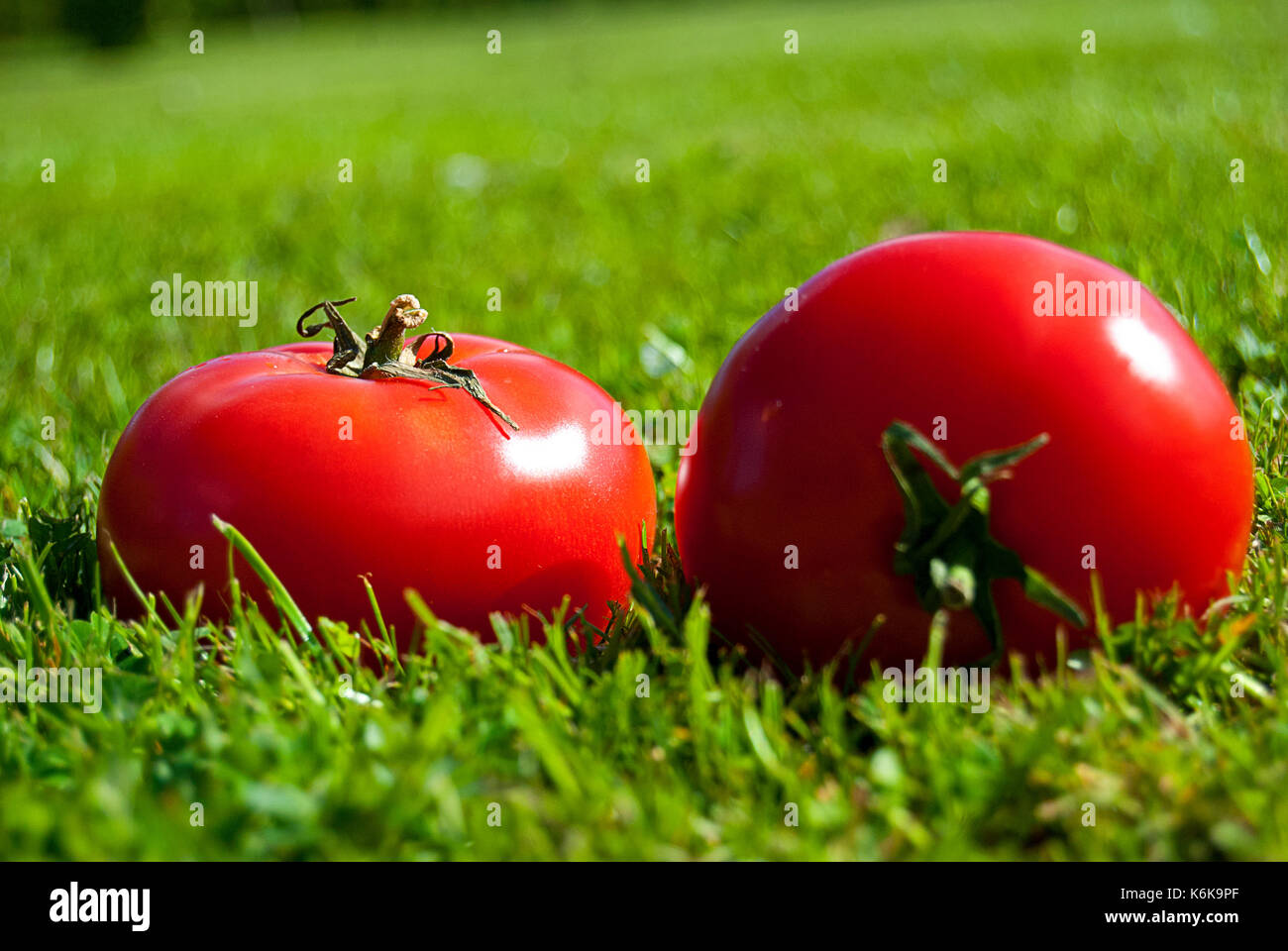 zwei rote Tomaten Stockfoto