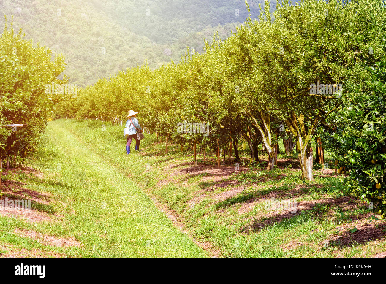 Bauer auf dem Gehweg in der Farm und orange Frucht am Baum mit grünen Blättern auf der Zitrus unter dem Sonnenlicht in den Früchten wachsenden Bereich der Stockfoto