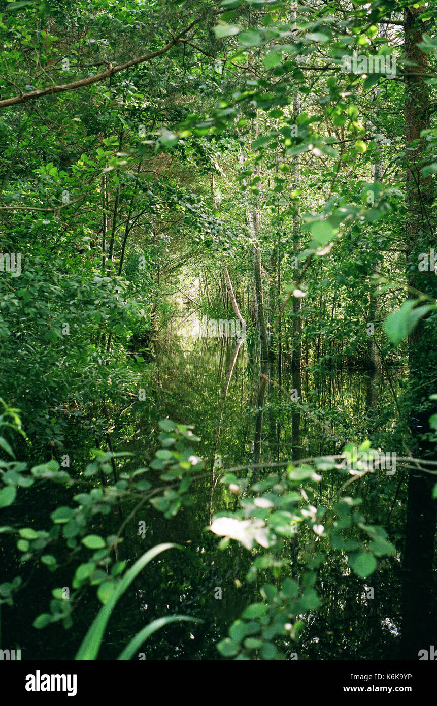 Grüne Überlegungen zu einem Wald Fluss Stockfoto