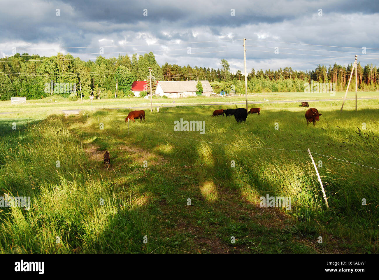 Sonnenstrahlen auf einer Weide/Wiese mit Kühen und einem Hund Stockfoto