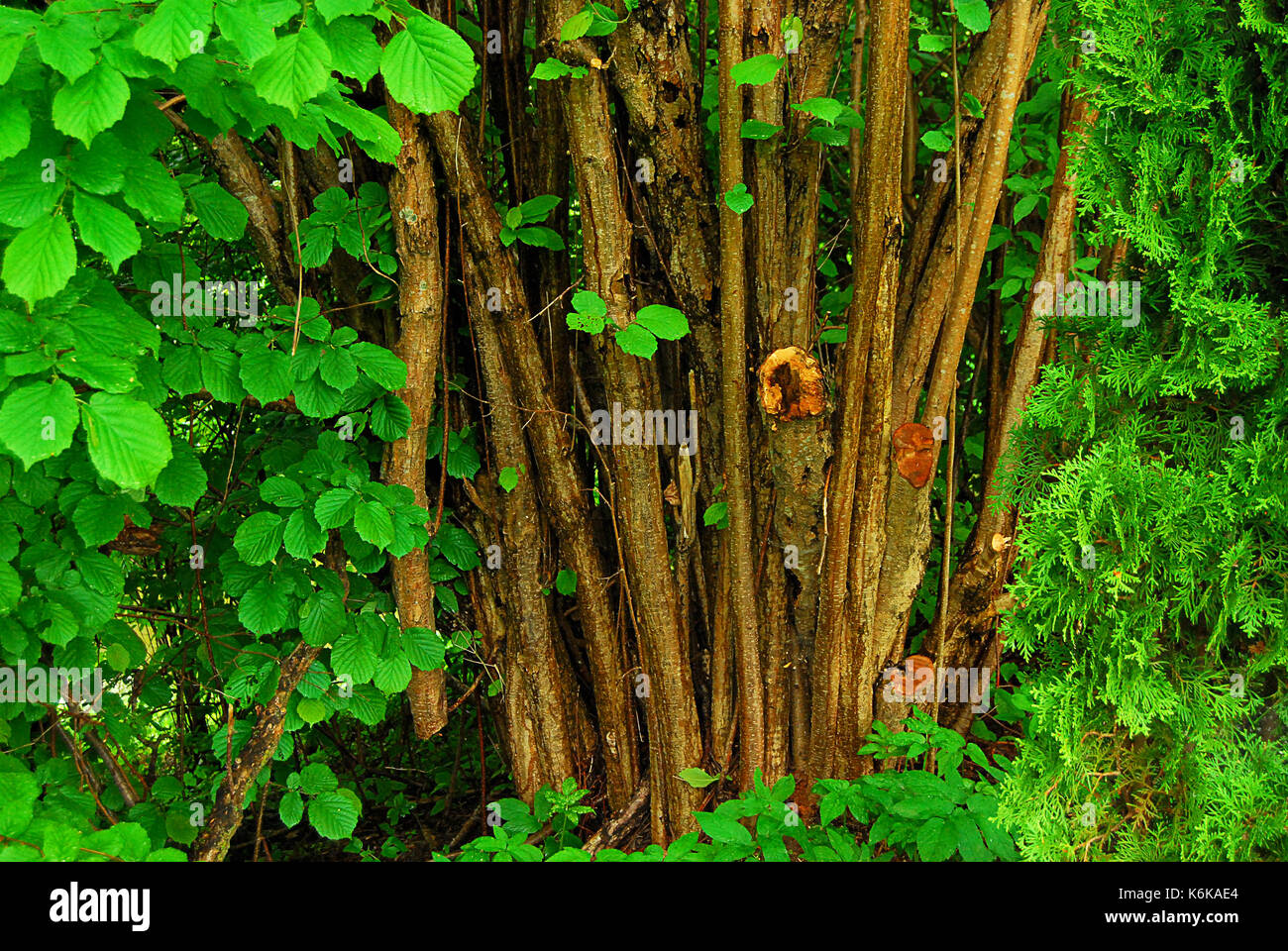 Bäume an einem regnerischen Tag im Wald Stockfoto