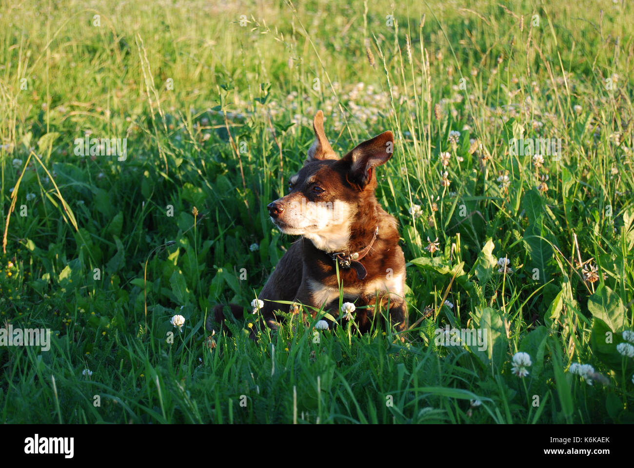 Kleine braune Hund sitzen auf einer Wiese Stockfoto