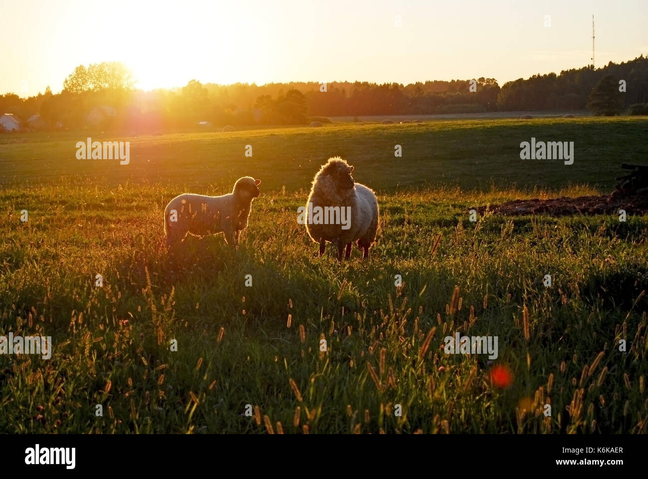 Schafe und ein Lamm im Sonnenuntergang Stockfoto