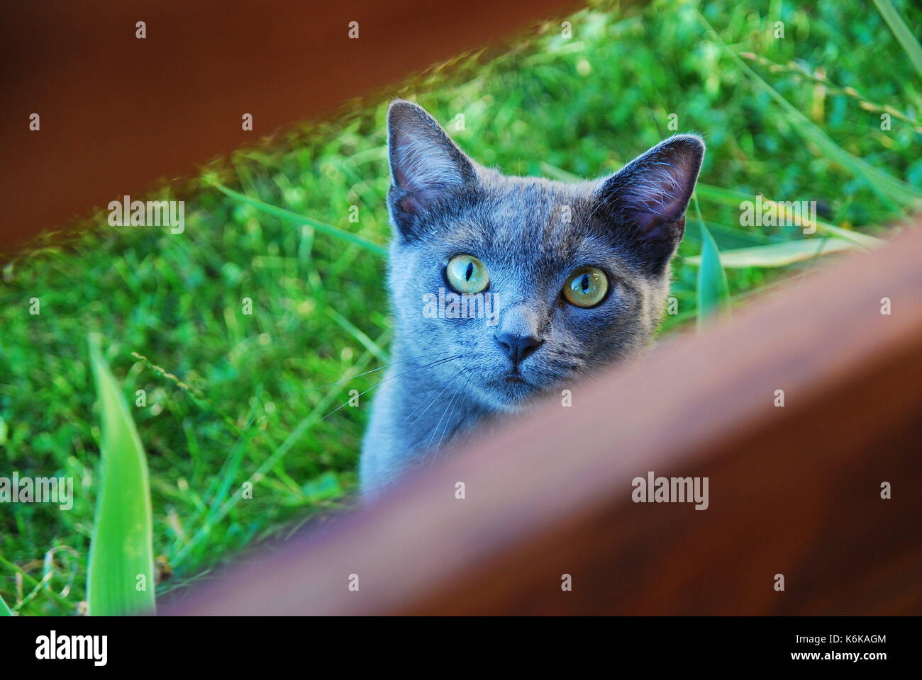 Grau (blau) Katze gerade in die Kamera schaut Stockfoto