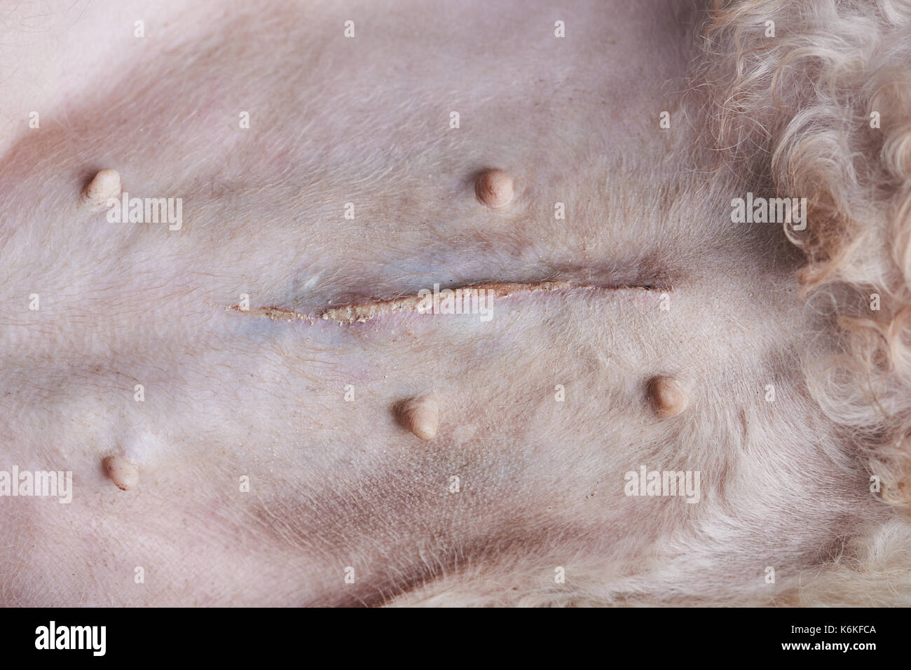 Narbe auf Hund Bauch close-up. Tierarzt Chirurgie Thema Stockfoto