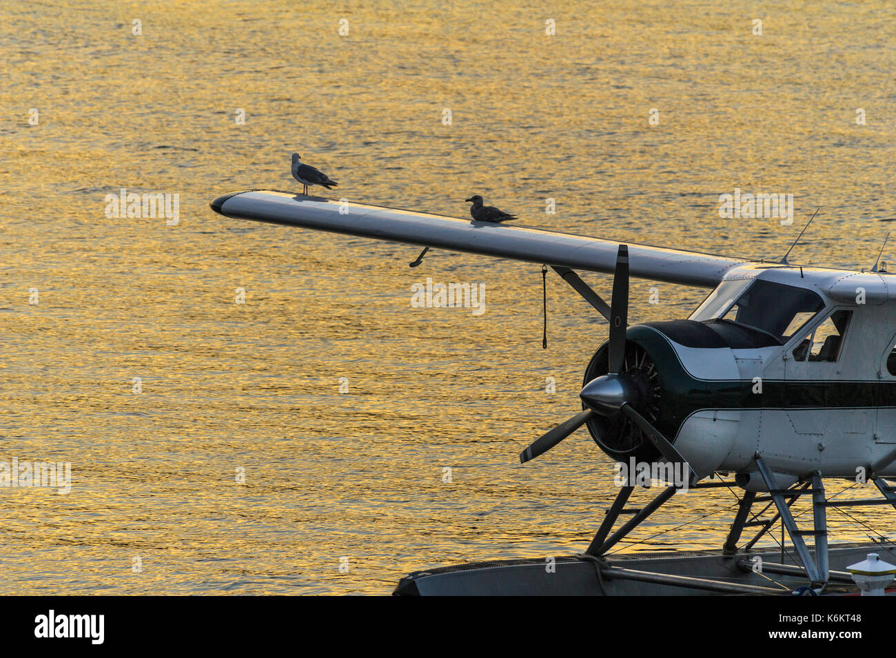 Möwen auf einen Flügel mit einem Wasserflugzeug in Coal Harbour, Vancouver, BC Stockfoto