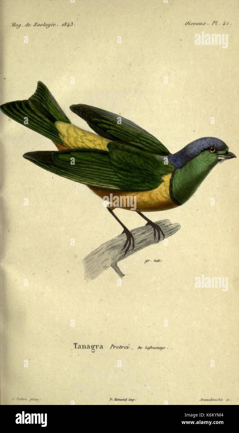 Chlorophonia pyrrhophrys Stockfoto