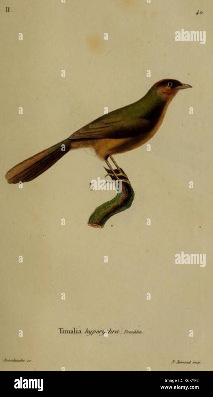 Dumetia hyperythra Stockfoto