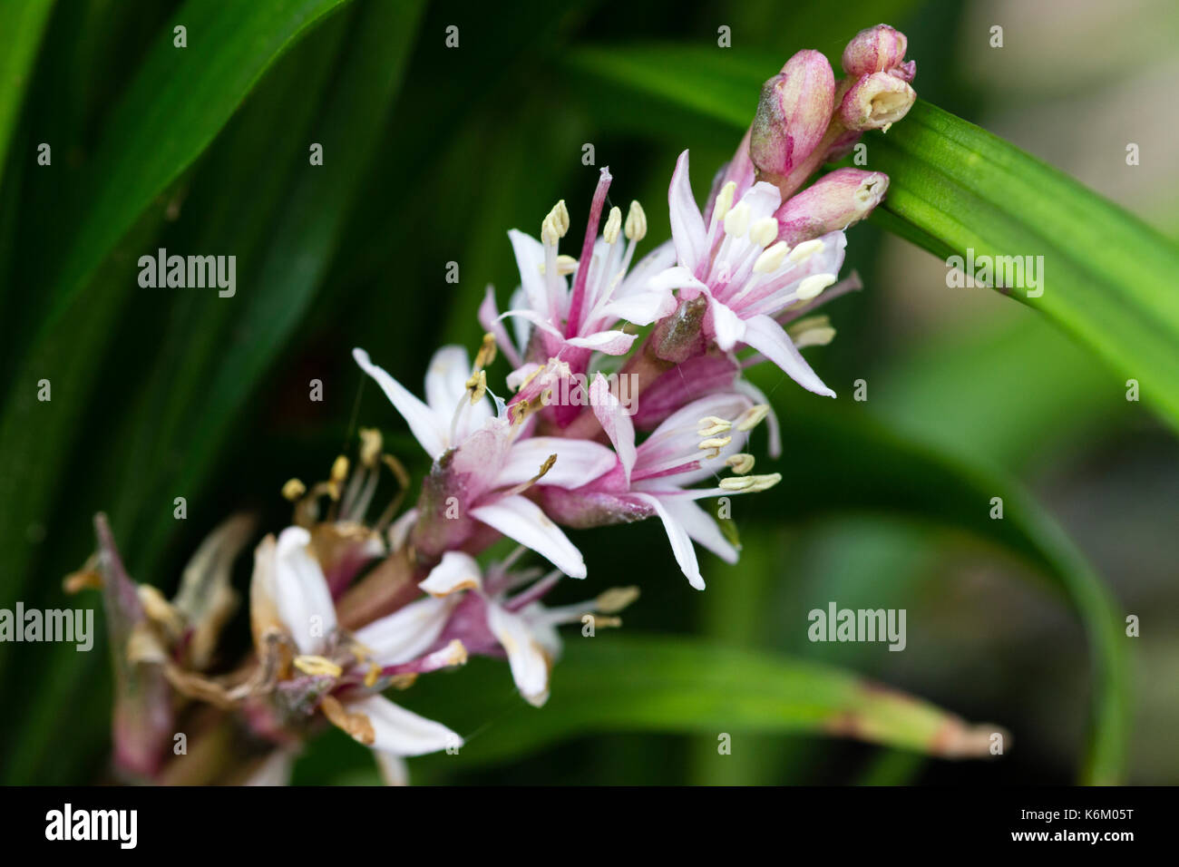 Blütenstände der Australischen gezüchtet Lilie Rasen, Liriope muscari 'Isabella' Stockfoto