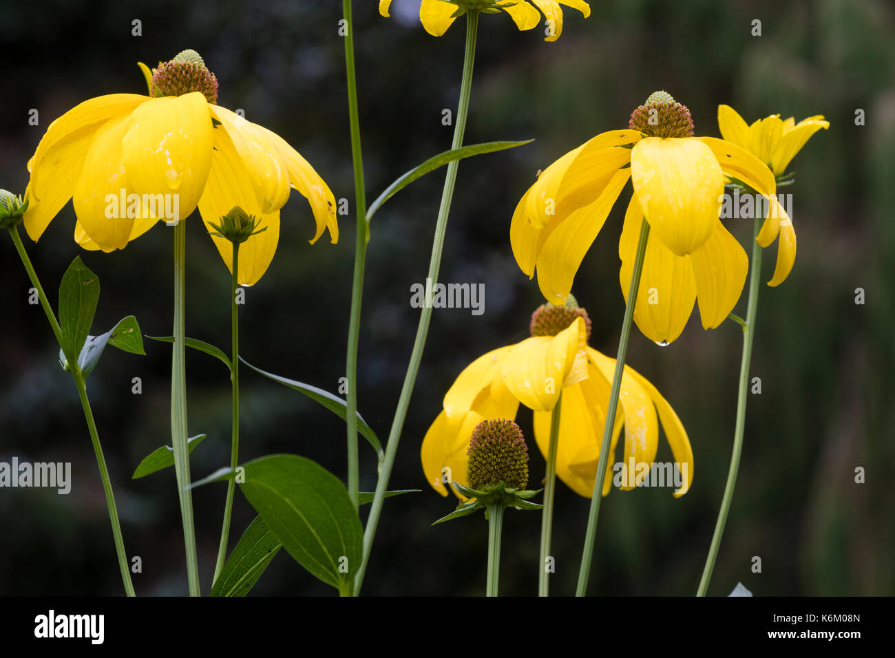 Gelb, spätsommerblumen Der winterharte Staude cut leaved Kegel Blume, Rudbeckia Baumannii' Herbstsonne' Stockfoto